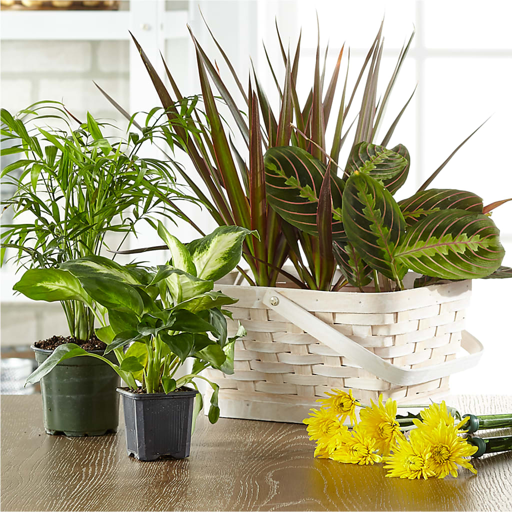 Florist Designed Blooming and Green Plants in a Basket – Hartland Flowers And Events, Hartland MI