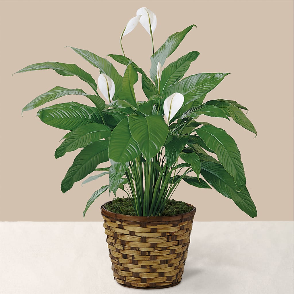 Tranquil Moments Peace Lily Plant – Hartland Flowers And Events, Hartland MI