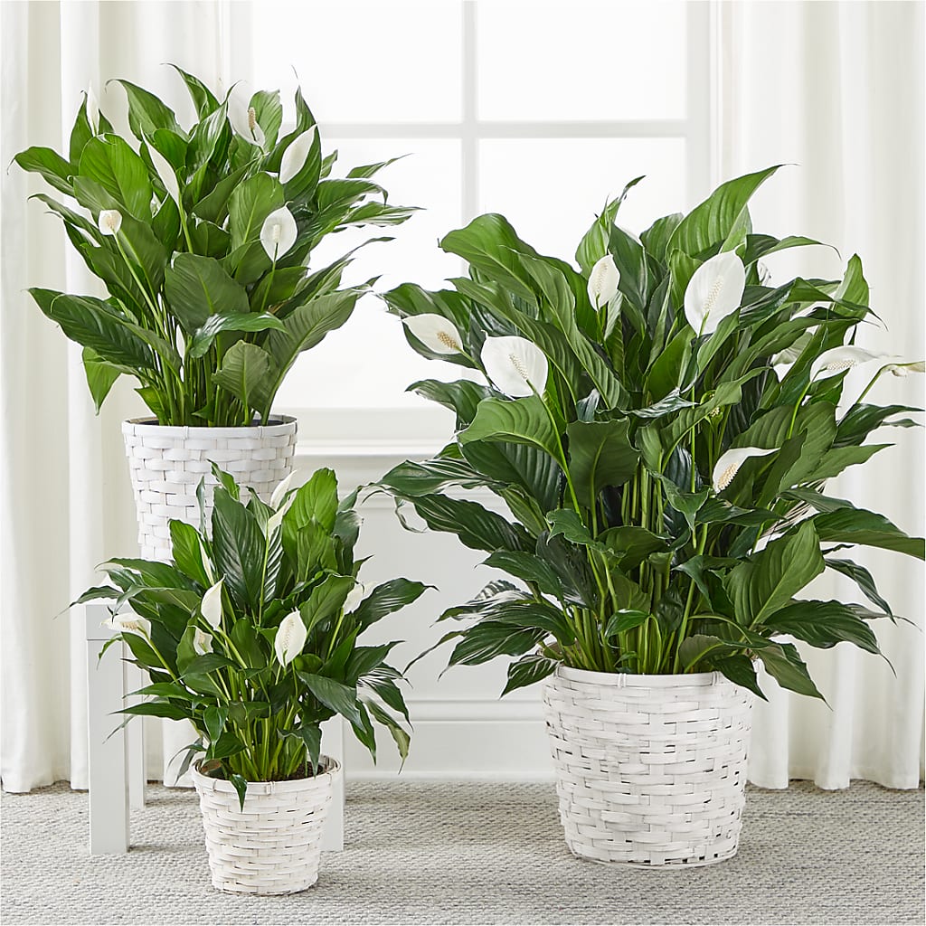 A New Leaf Peace Lily –  Hartland Flowers And Events, Hartland MI